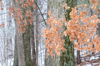 Frozen Oak Leaves