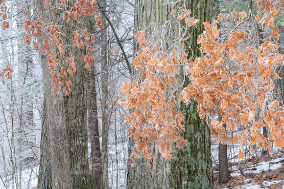 Frozen Oak Leaves