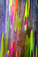 Rainbow Eucalyptus - Maui, HI