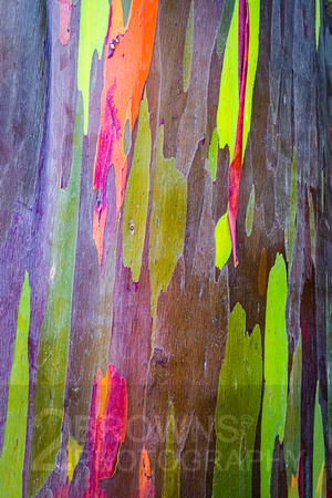 Rainbow Eucalyptus - Maui, HI