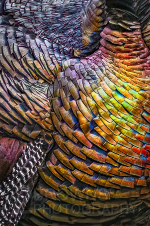 Iridescent Turkey Feathers