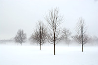 Winter Fog at Riverside Park