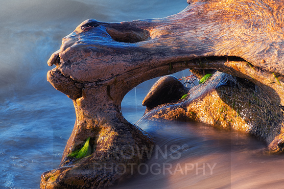 Arching Driftwood