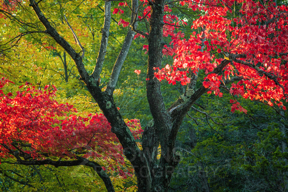 Early Fall - Reds and Greens
