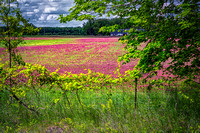 Clover Field